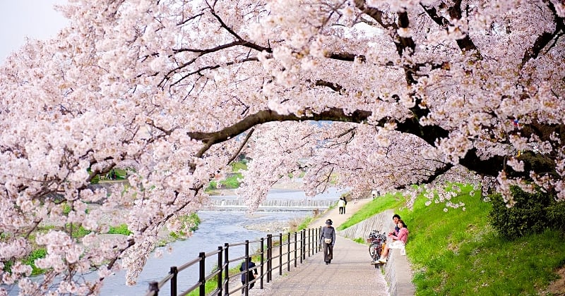 Réchauffement climatique : au Japon, la floraison des cerisiers arrive de plus en plus tôt
