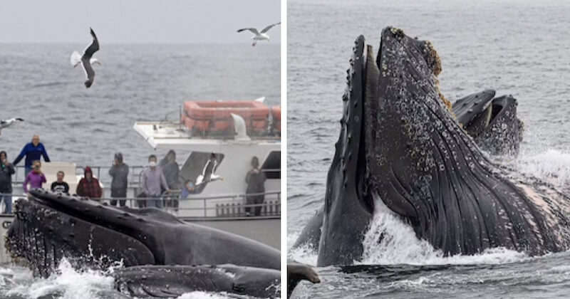 Quatre baleines à bosse chassent un banc de harengs caché sous un bateau de touristes, les images sont magnifiques 