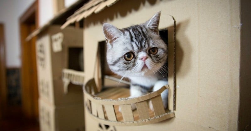 Elle profite d'un jour de pluie pour construire un véritable palais à son chat !