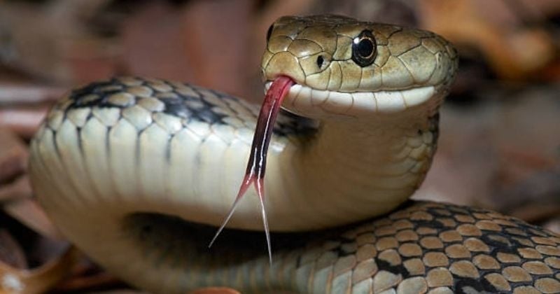 Finistère : un homme détenait 44 pythons à son domicile