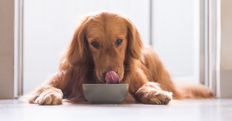 À quelle fréquence faut-il nourrir son chien ?