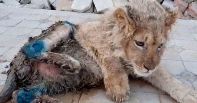 Russie : des bénévoles sauvent un lionceau qui avait les pattes cassées pour prendre des photos avec des touristes