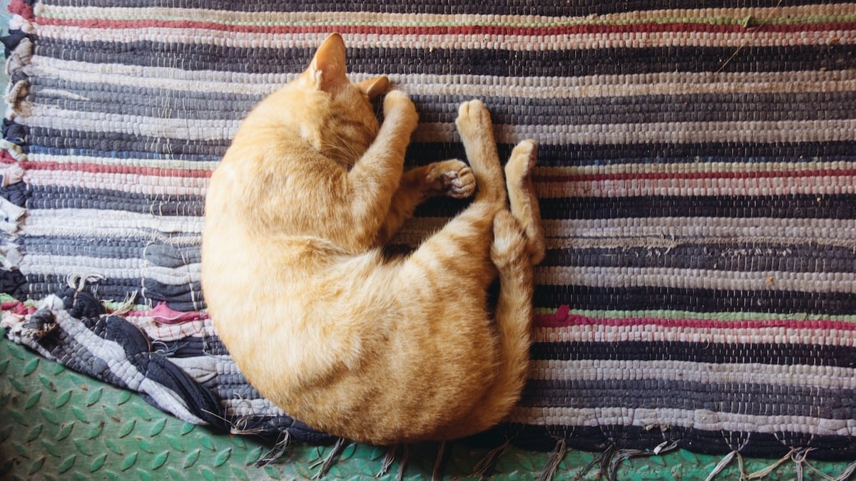 Des experts révèlent combien de temps un chat dort par jour