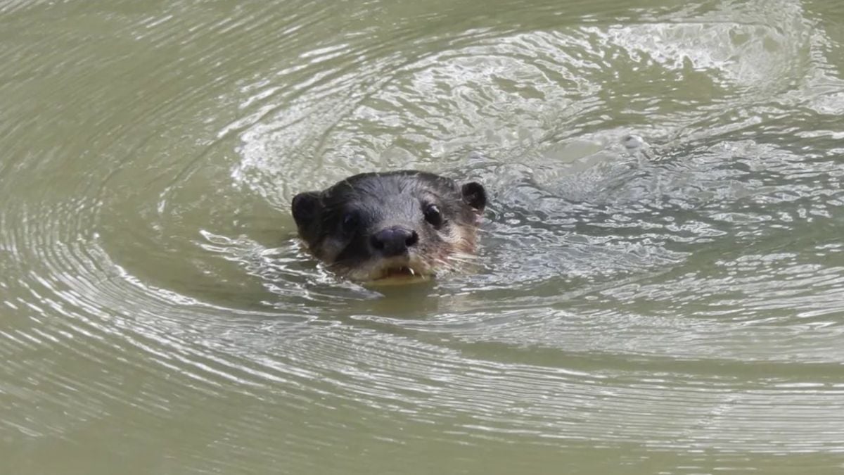 Une loutre nageant dans l'eau 