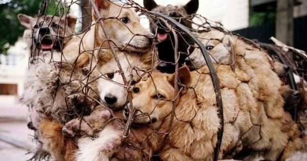 Si vous aimez les chiens et les chats, vous devez signer cette pétition contre le Yulin Festival... Horrible...