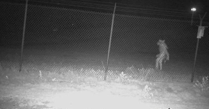 Au Texas, une étrange créature a été photographiée par les caméras de surveillance d'un zoo