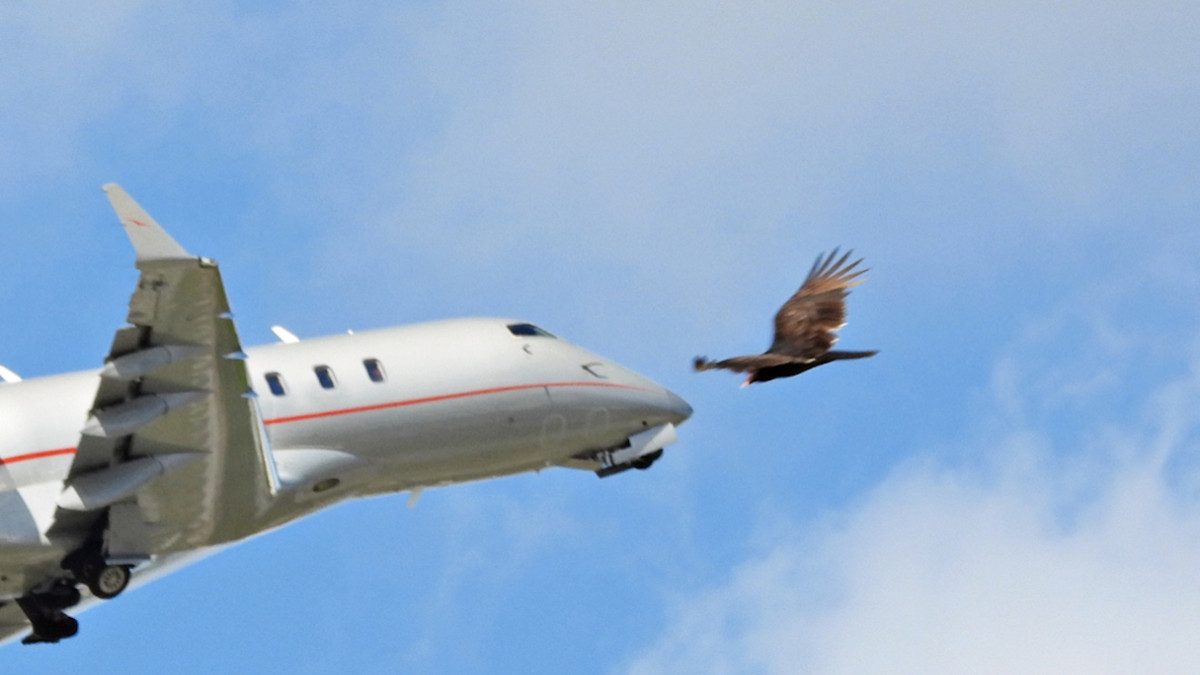 Un avion fait demi-tour après une collision avec un oiseau en plein vol 