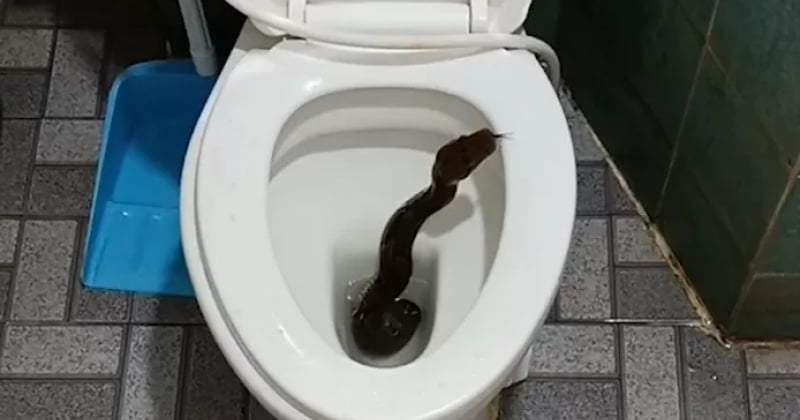Cet homme a eu la peur de sa vie en découvrant... un python dans ses toilettes