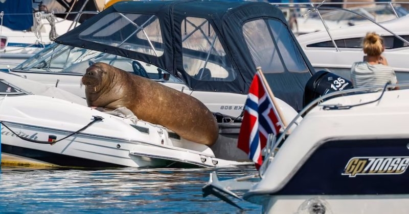 Cette femelle morse de 700 kg sème la zizanie dans certains ports, en coulant des navires