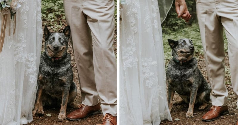 Ravie de poser au côté de ses maîtres, une chienne affiche son plus beau sourire sur la photo de mariage du couple 