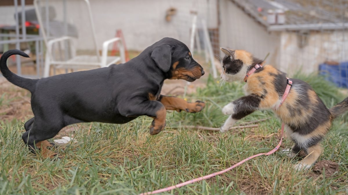 Ce SDF n'hésite pas à payer 475 euros de pension par mois pour sa chatte et son chien 