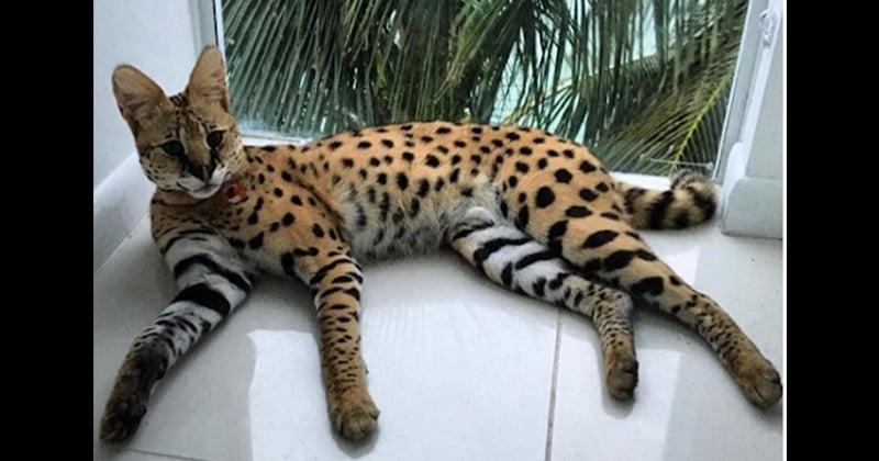 La vie d'un chat hors du commun a été sauvée par son propriétaire