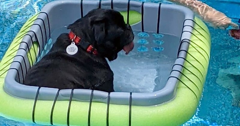 Voici comment créer une plateforme afin que votre chien puisse profiter de la piscine sans s'épuiser
