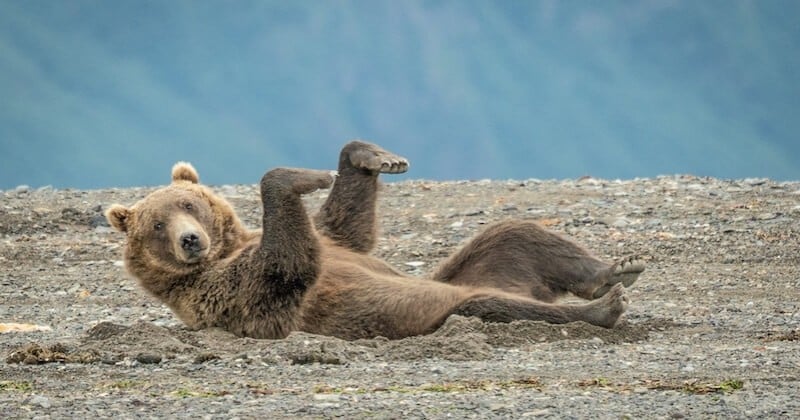 12 photos d'animaux très drôles et amusantes sélectionnées au concours Comedy Wildlife