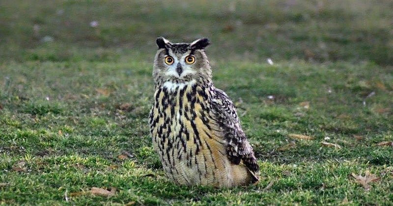 Un hibou grand-duc qui a réussi à s'échapper du zoo de Central Park est devenu la superstar du parc new yorkais 