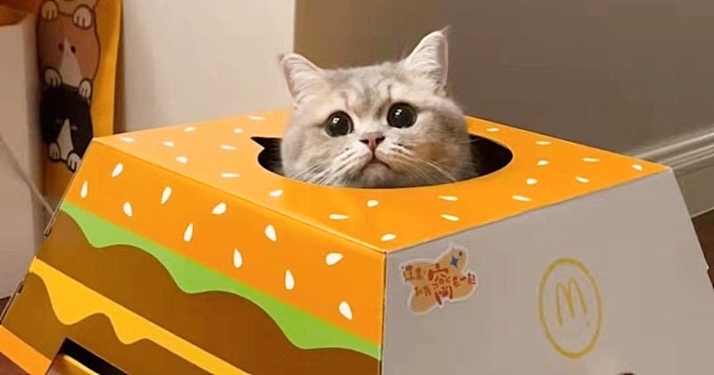 McDonald's : ces boîtes à chats offertes pour l'achat d'un menu sont en train de créer le buzz