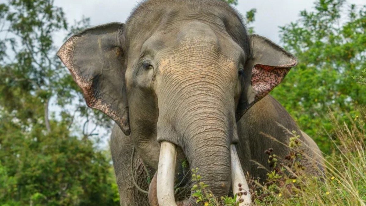 Une fillette de 8 ans meurt après avoir été piétinée par un éléphant sauvage 