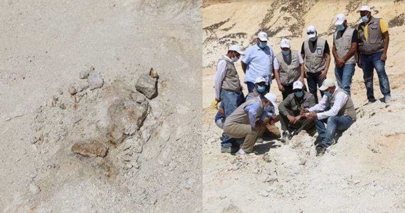 Incroyable découverte en Arabie saoudite, où un squelette de baleine, vieux de 37 millions d'années, a été retrouvé