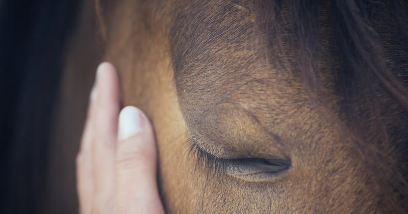 Deux semaines après sa disparition, une cavalière retrouve son cheval bien-aimé qui a parcouru 20 km pour la retrouver