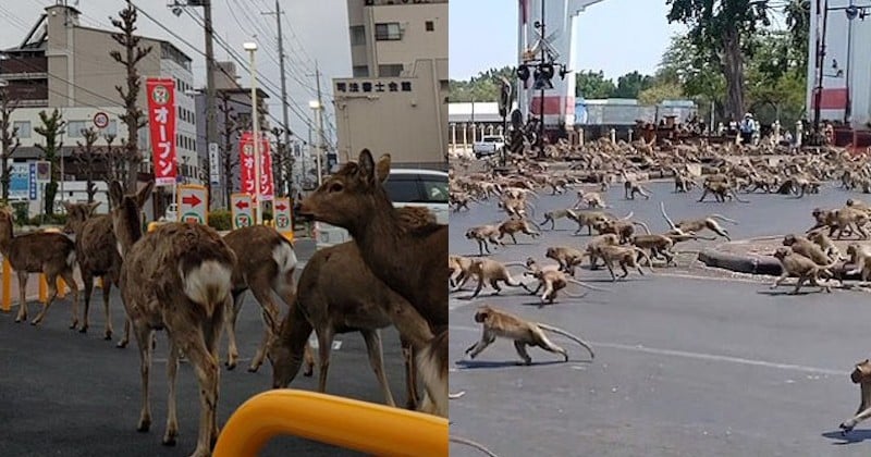 Des animaux en pleine liberté font leur loi dans des villes désertes où les populations sont confinées chez eux