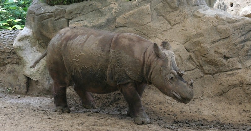 Le dernier rhinocéros de Sumatra de Malaisie est mort
