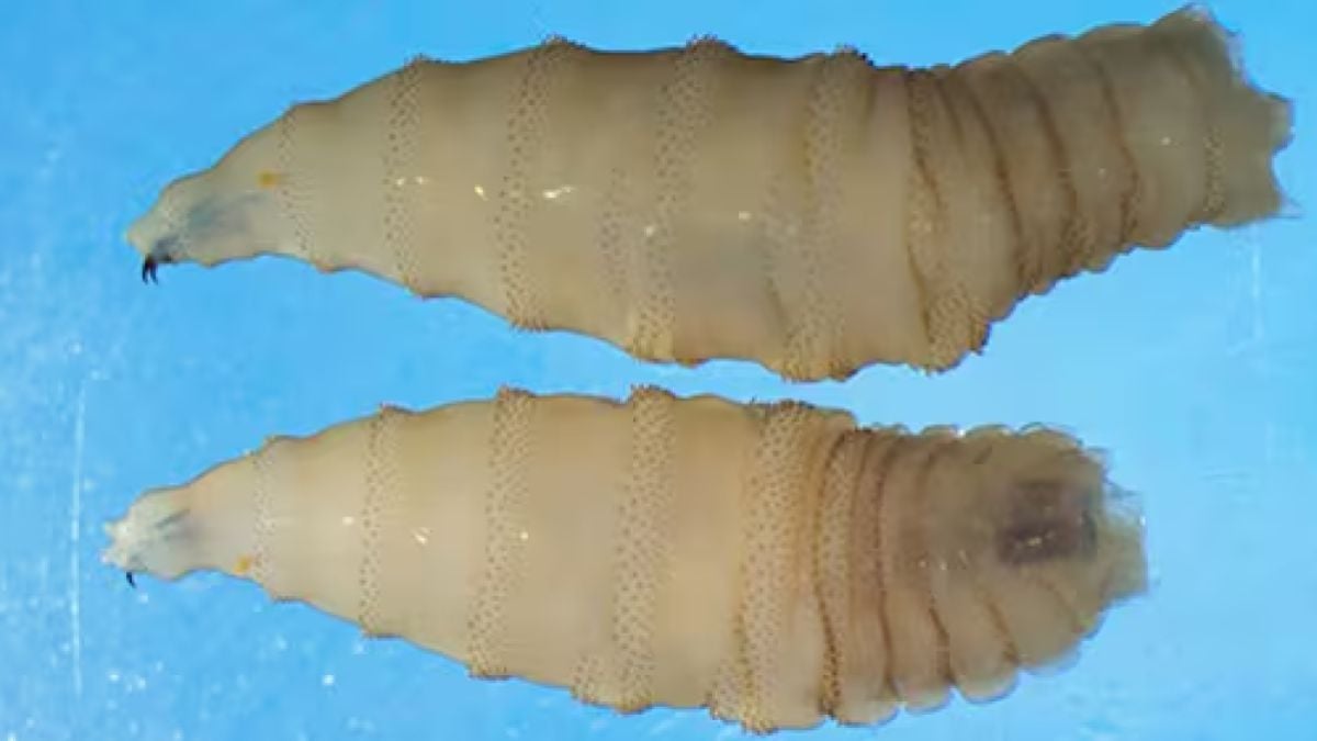 Le premier cas humain de parasite mangeur de chair a été détecté aux États-Unis