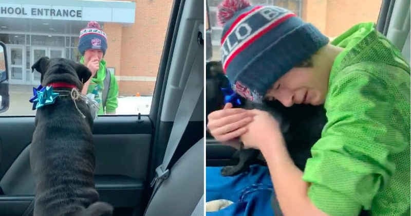 Une maman surprend son fils à la sortie de l'école avec leur chien, perdu depuis des semaines 