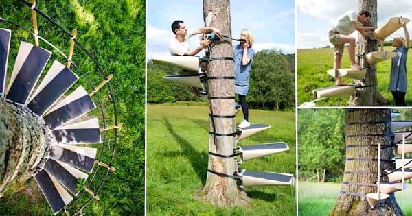 Grâce au CanopyStair, il n'a jamais été aussi simple de monter à la cime d'un arbre !