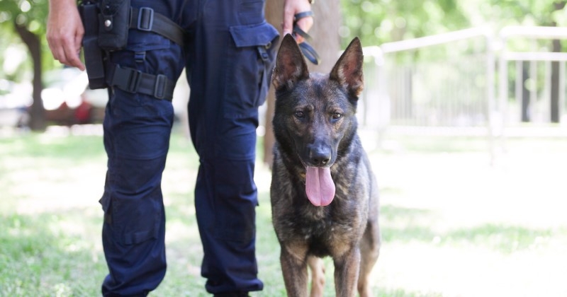 Ce chien maltraité, qui avait été retrouvé suspendu à un balcon, a intégré les rangs de la police