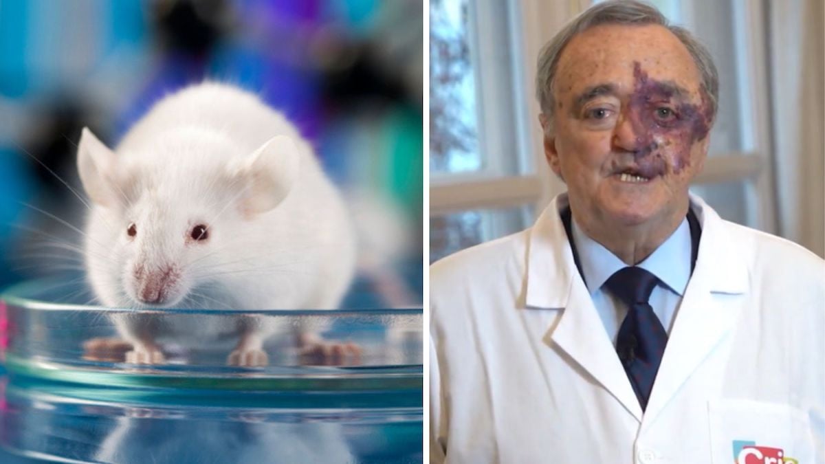 Un chercheur espagnol est parvenu à éradiquer le cancer du pancréas chez une souris grâce à un traitement révolutionnaire