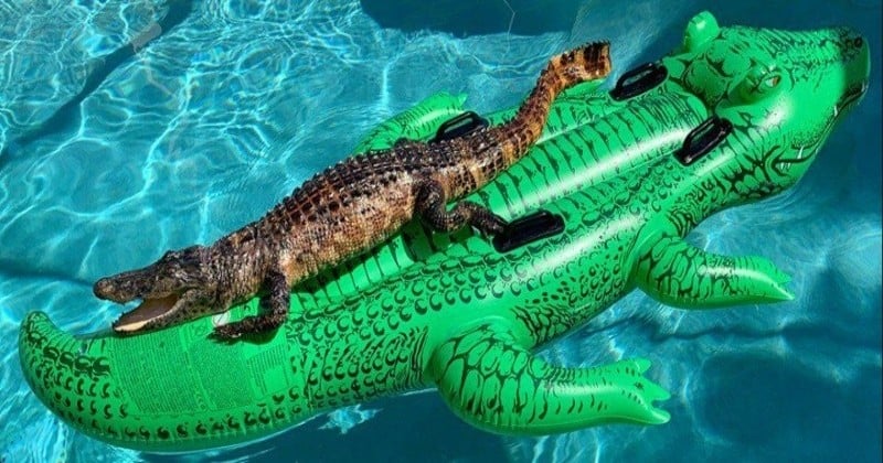 Embarqué sur une version gonflable de lui-même, un alligator squatte la piscine d'un Airbnb !