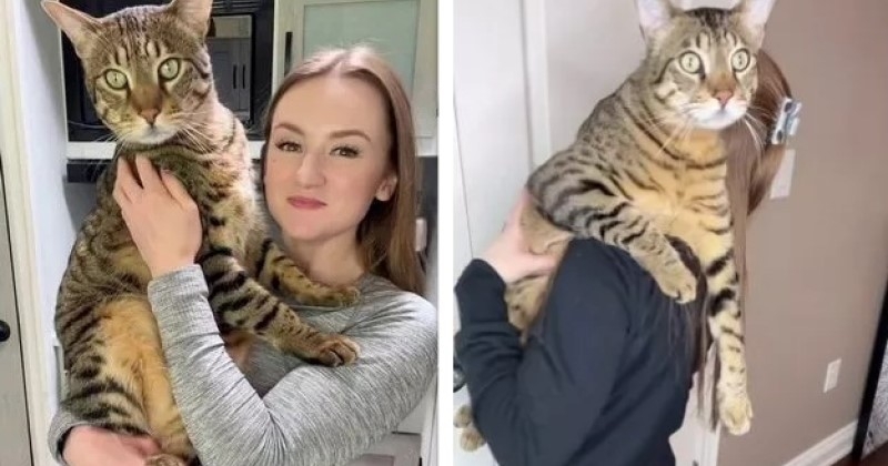 Ce chat est tellement gros qu'il a besoin d'une litière... de 110 litres