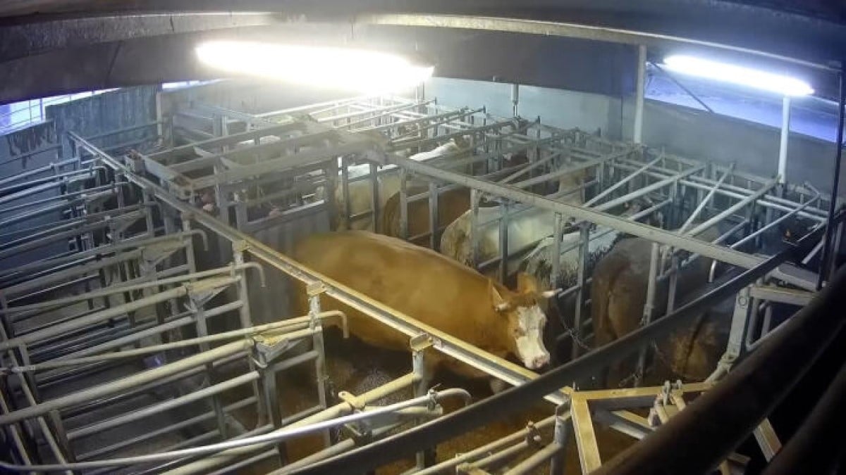 Cette vidéo d'un abattoir dévoilée par L214 est insoutenable, l'association porte plainte