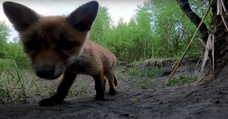 Ces bébés renards se sont filmés en train de jouer avec une GoPro, et c'est adorable