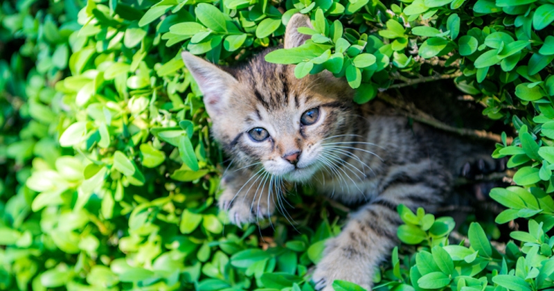 Angleterre : cette femme sans abri vivait dans une haie depuis trois ans pour ne pas abandonner son chat 