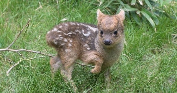 Aux États-Unis, les zoos se défient sur Twitter pour poster les clichés d'animaux les plus mignons... Verdict : ils sont tous adorables !