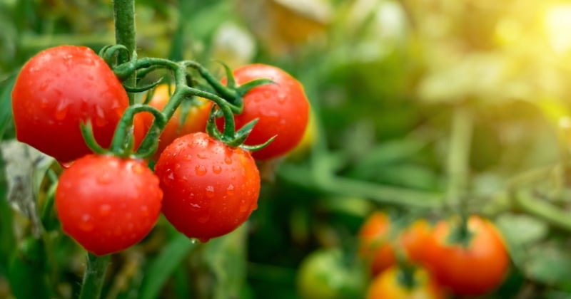 La coquille d'oeuf, une astuce écolo pour faire pour faire pousser ses tomates 