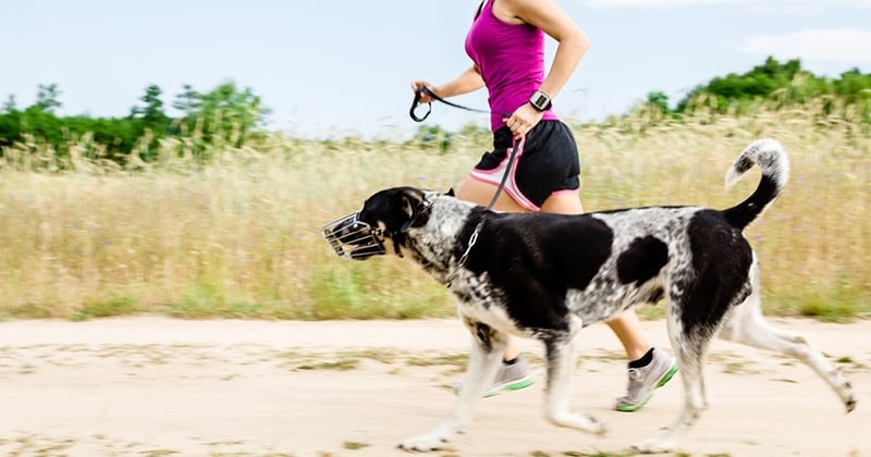 Top 19 des chiens sportifs au monde