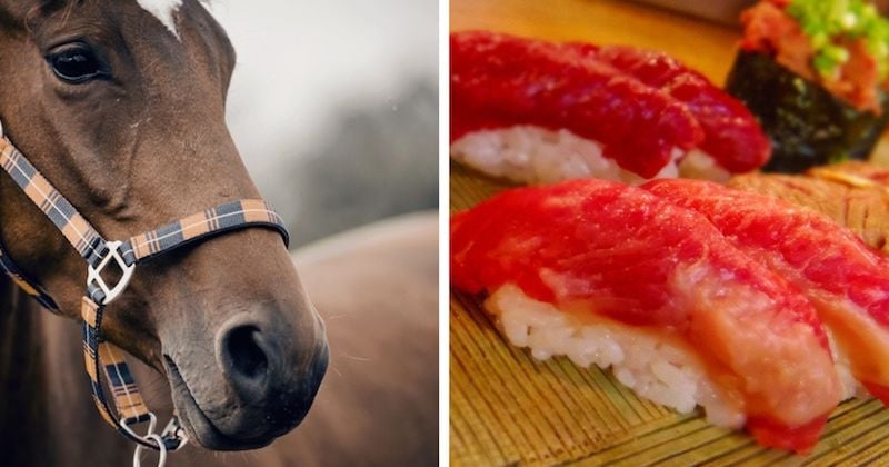 La découverte d'un vaste commerce de chevaux français exportés au Japon pour finir en sushis créé l'indignation