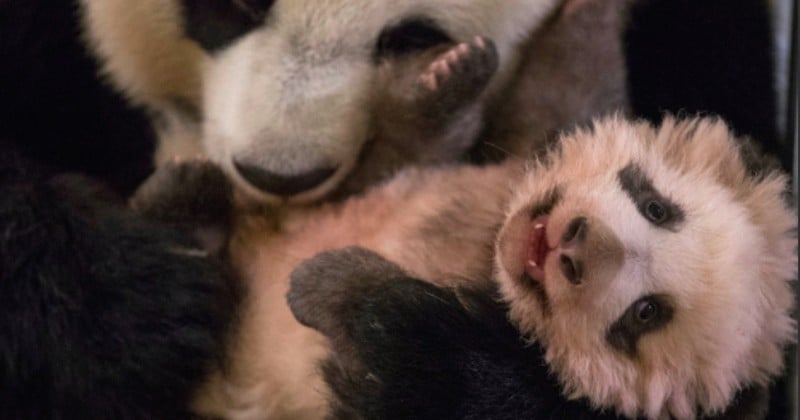 Le bébé panda du zoo de Beauval baptisé « Yuan Meng »