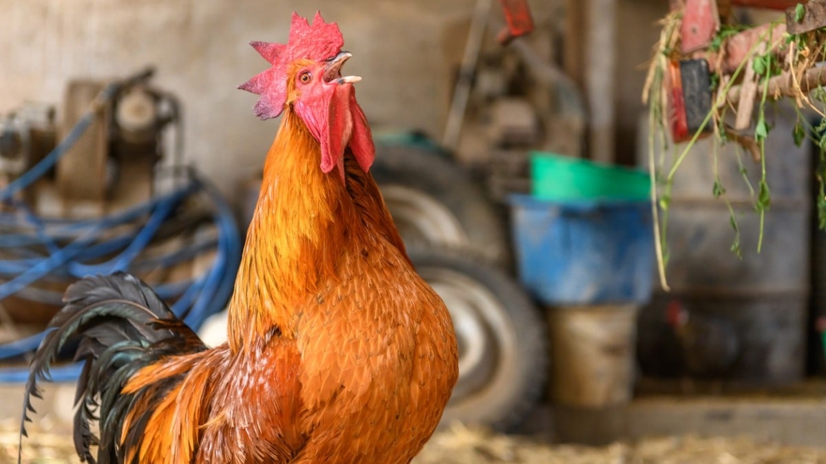 Son coq réveille les habitants du village tous les matins, la justice l'oblige à s'en débarrasser