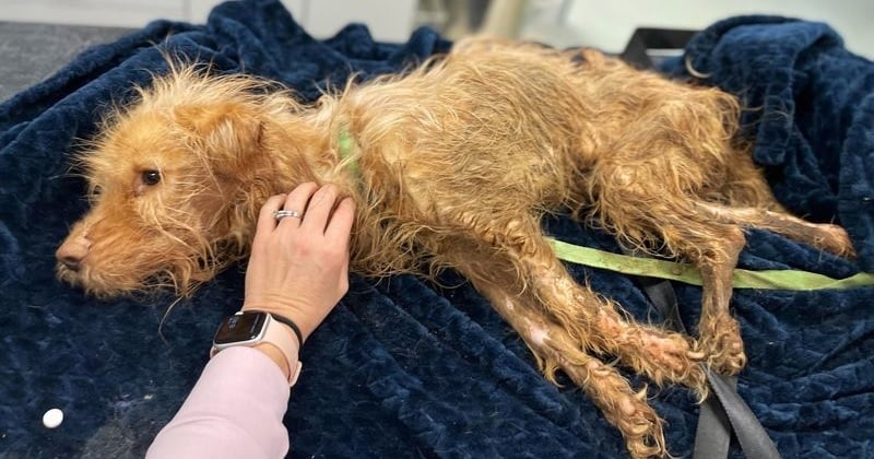 Ce chien errant retrouvé au bord de la route est tombé amoureux de la vétérinaire qui lui a sauvé la vie