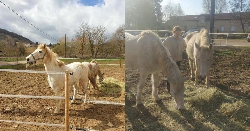 Moselle : les chevaux de Jacqueline, qui ne pouvait plus s'en occuper, ont été adoptés par la propriétaire d'un ranch	