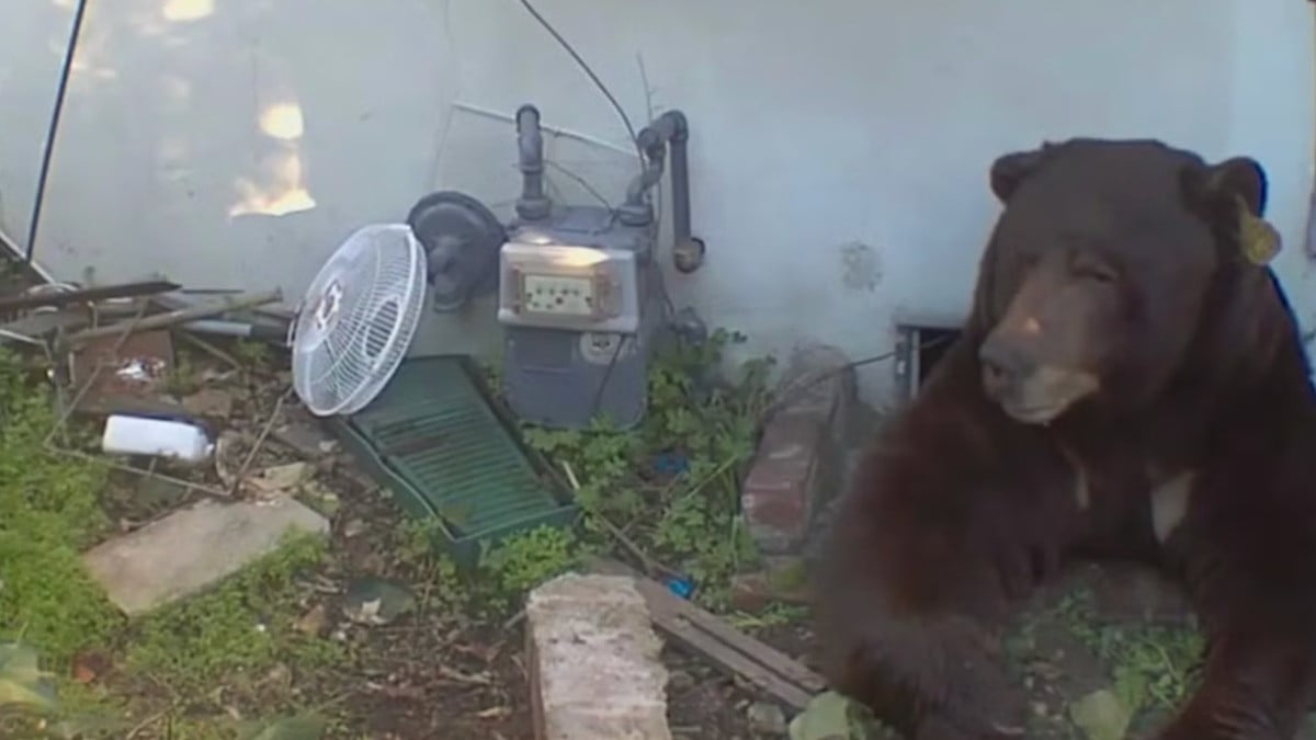 « C'est un cauchemar » : il découvre... un ours de 230 kg chez lui et ne parvient pas à s'en débarrasser 