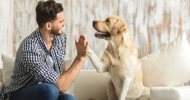 Dans le sud de la France, l'association ASEMA dispose d'enquêteurs luttant activement contre toutes formes de maltraitances animales