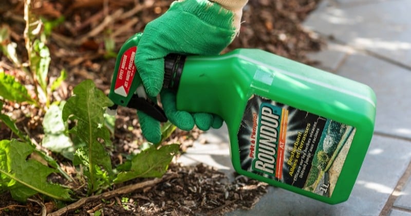 Glyphosate : Monsanto condamné à verser 80,8 millions de dollars à un homme atteint d'un cancer rare, une première