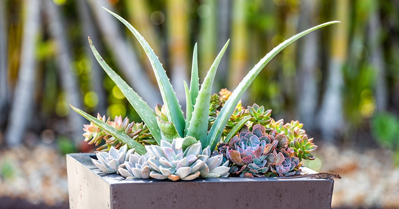 12 plantes grasses extérieures qui résistent au gel