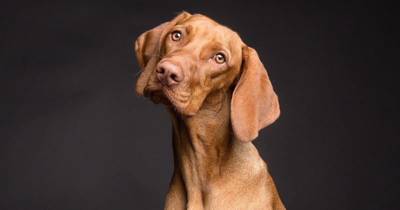 Voici pourquoi les chiens penchent la tête quand on leur parle, selon une étude