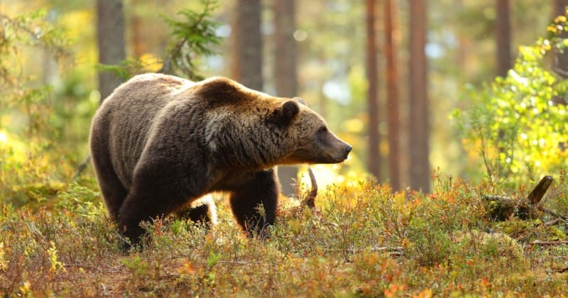 Turquie : des vidéos de chasseurs en train de traquer et torturer des ours bruns choquent l'opinion