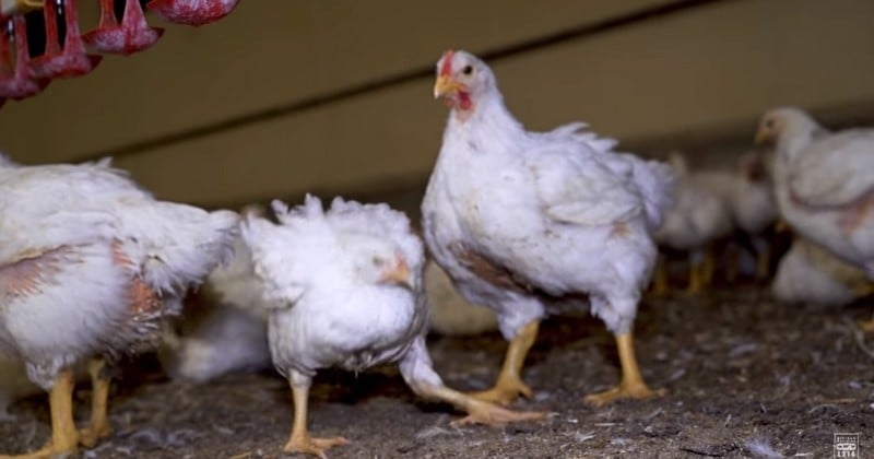 L214 dénonce les conditions atroces d'un élevage de poulets en Vendée à travers une vidéo édifiante